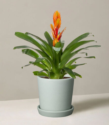 Peat Free Potting Mix - 图片 3